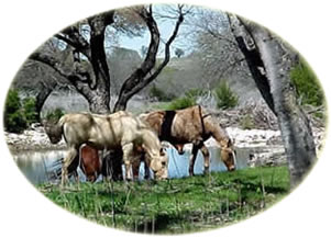 Sailor and Gabriel grazing at Cherry Springs Ranch